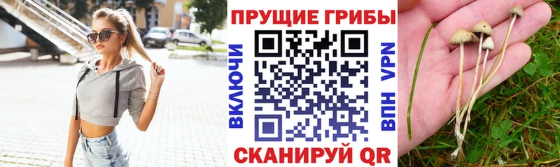 Псилоцибиновые грибы MAGIC MUSHROOMS  Казань 